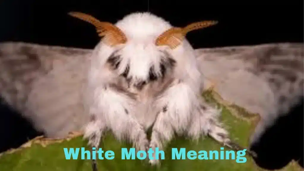 White Moth Meaning