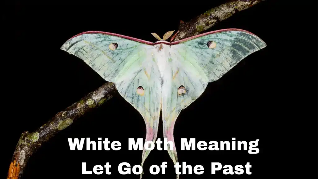 White Moth Meaning Let Go of the Past
