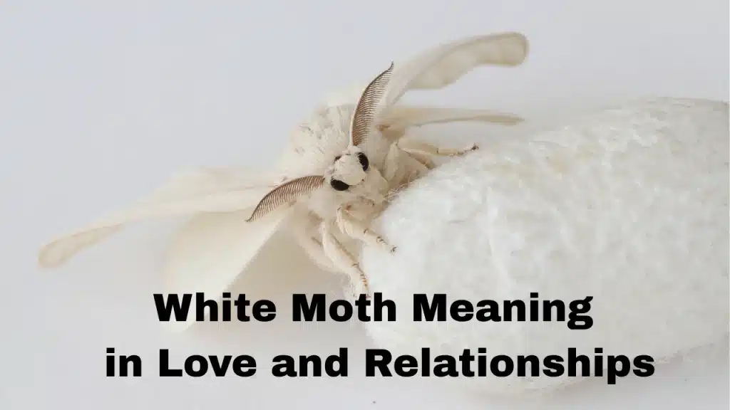 White Moth Meaning in Love and Relationships