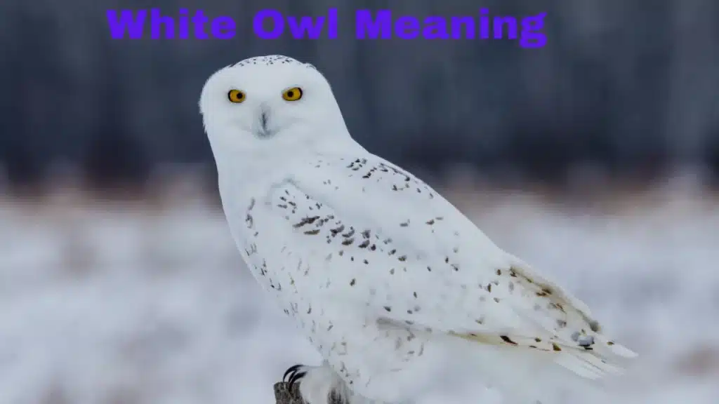 White Owl Meaning