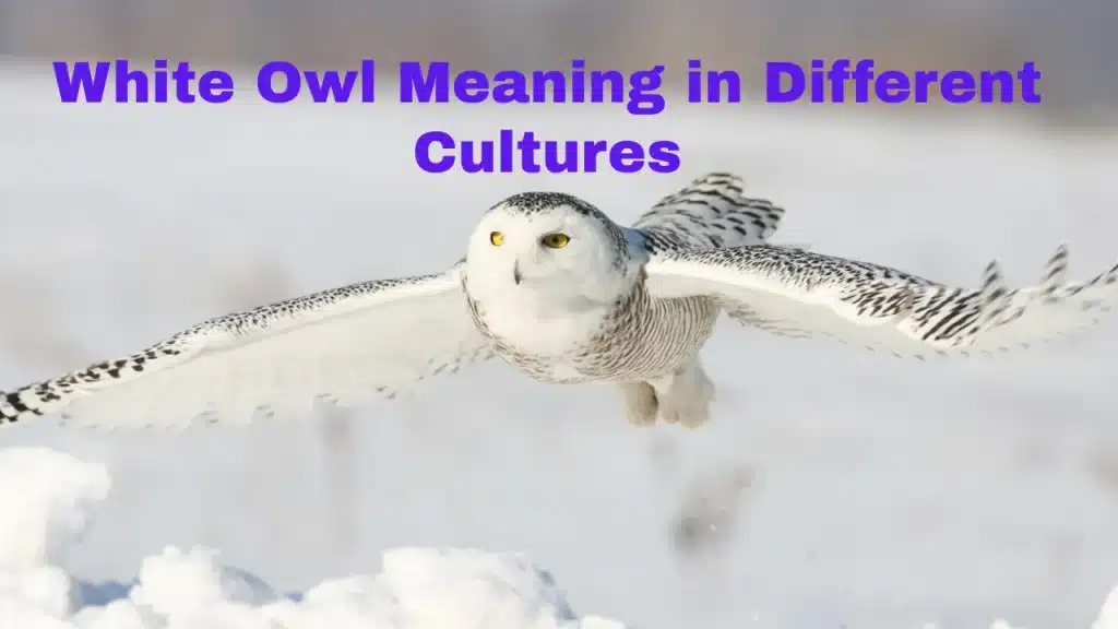 White Owl Meaning in Different Cultures