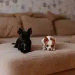 Why the FOK959S Is the Best Bed in 2025