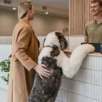 Building Better Bonds Why Socialisation Matters for Every Dog