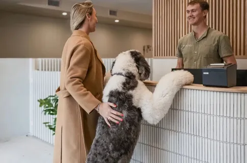 Building Better Bonds Why Socialisation Matters for Every Dog